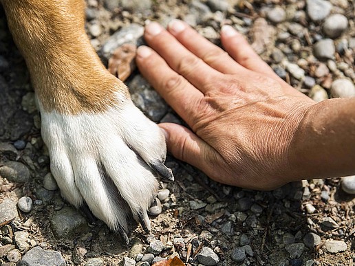 Hundepfote und Menschenhand nebeneinander